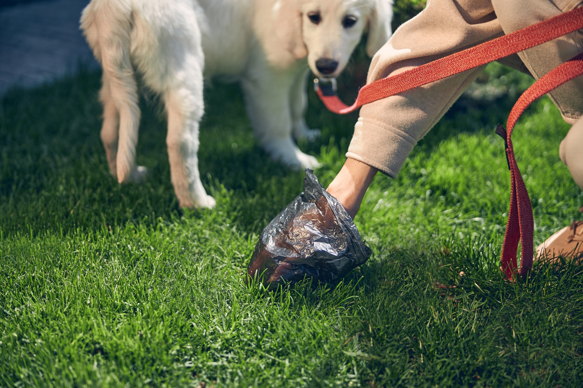 Female using a plastic trash bag outdoors